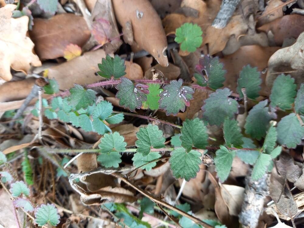 Pimpinella saxifraga (Burnet-saxifrage) (alternate view 11)
