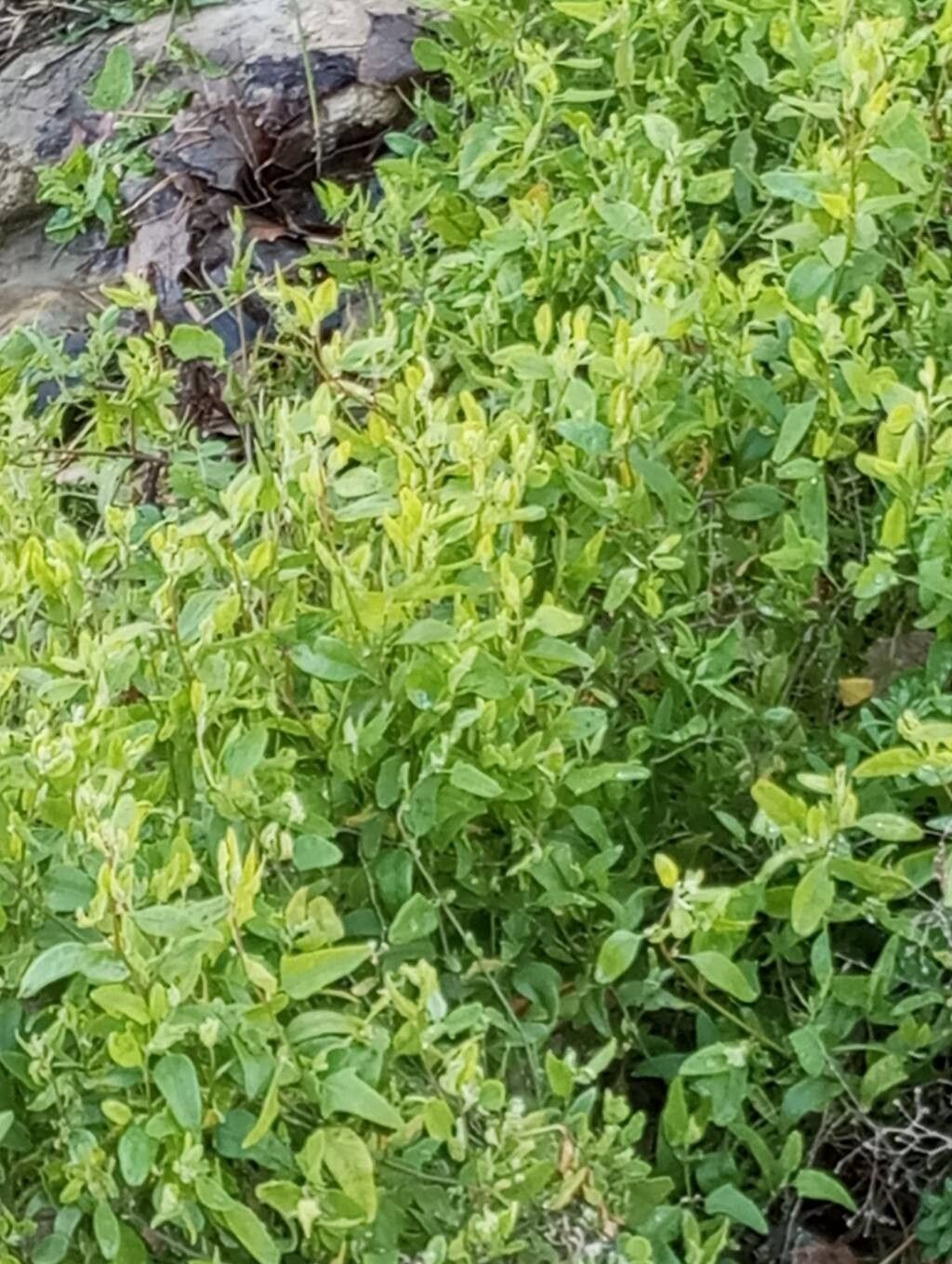 Atriplex prostrata (Creeping Saltbush) (alternate view 12)