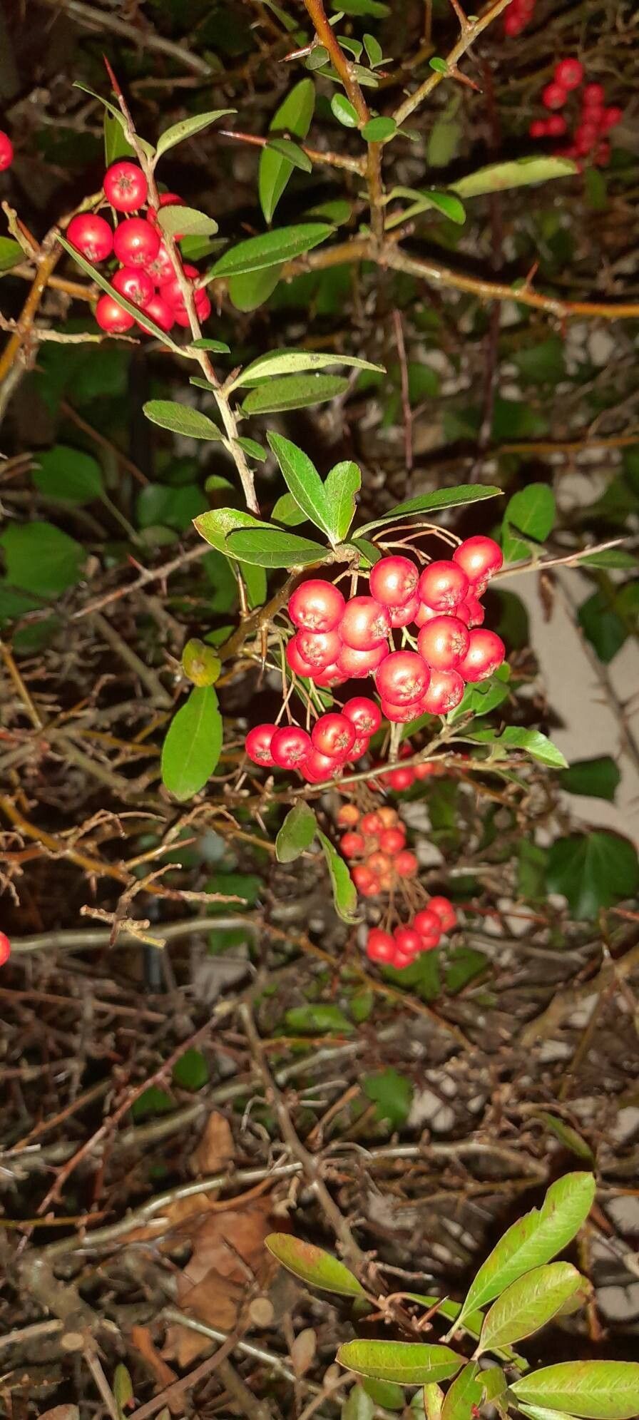 Pyracantha coccinea (Scarlet Firethorn) (alternate view 3)