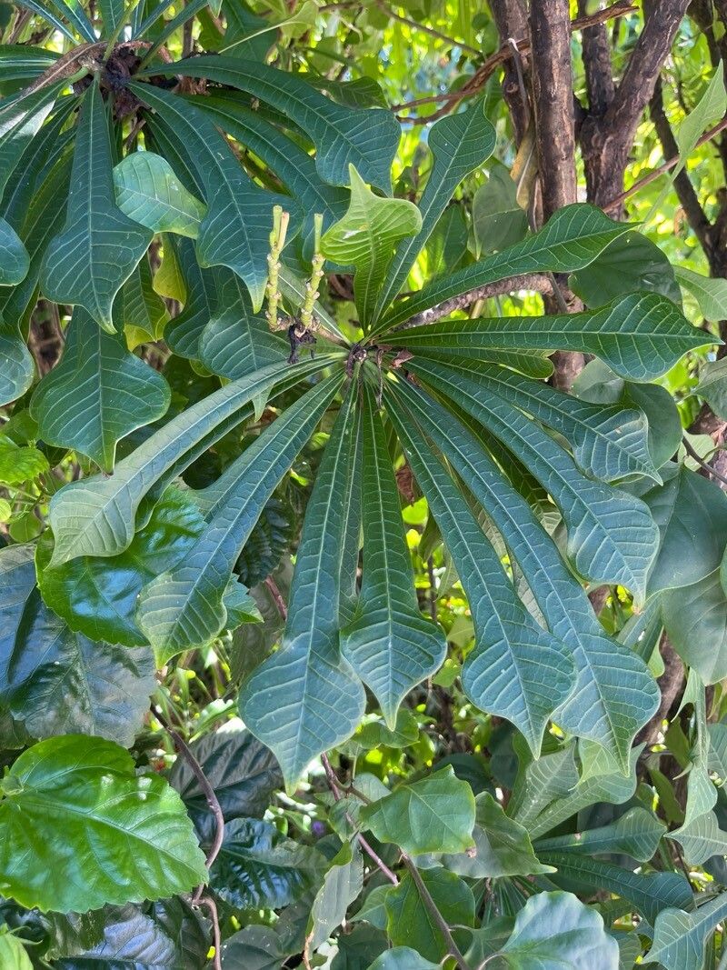 Plumeria (Frangipani Trees)