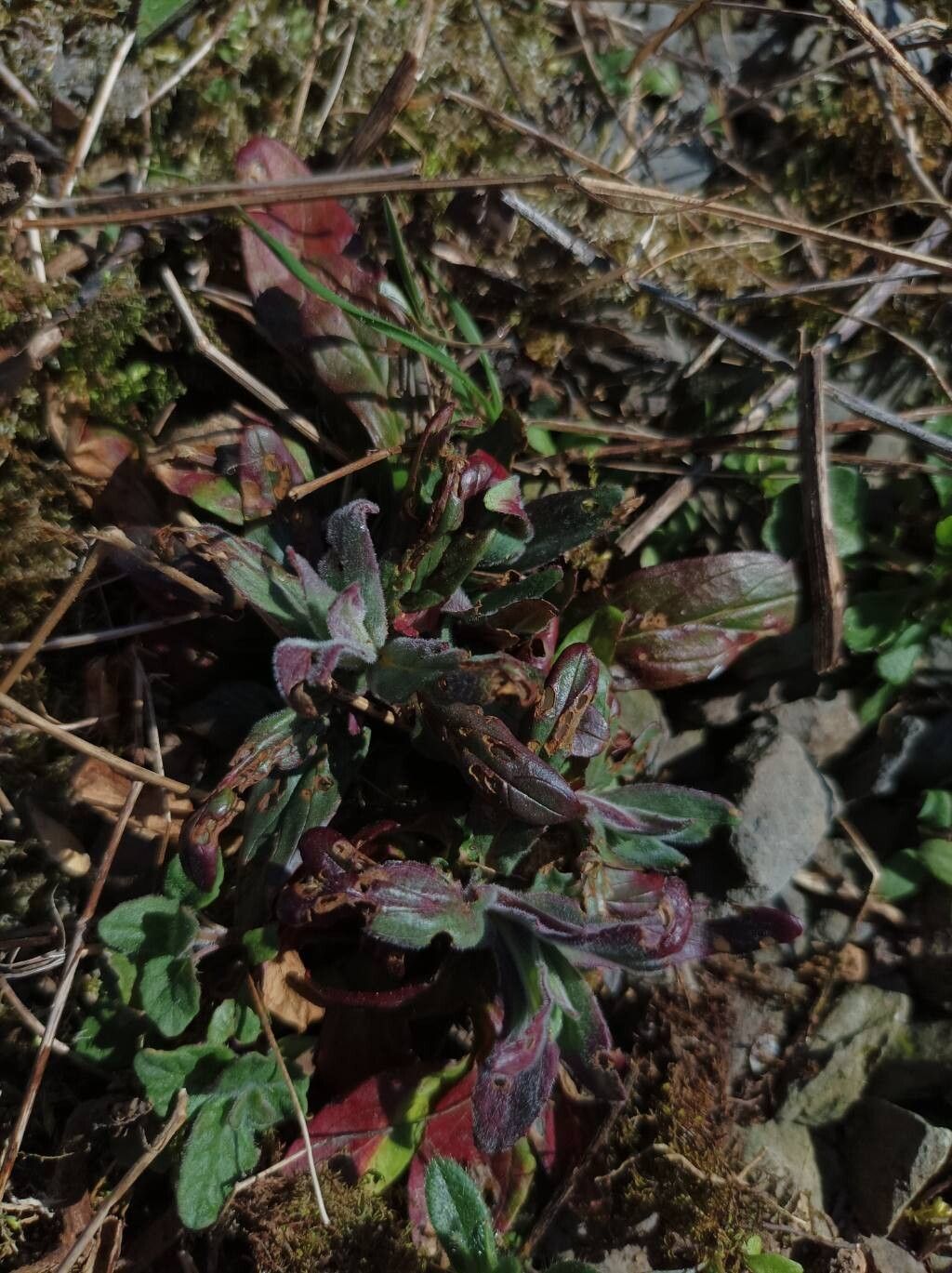 Epilobium parviflorum (Hoary Willowherb) (alternate view 12)