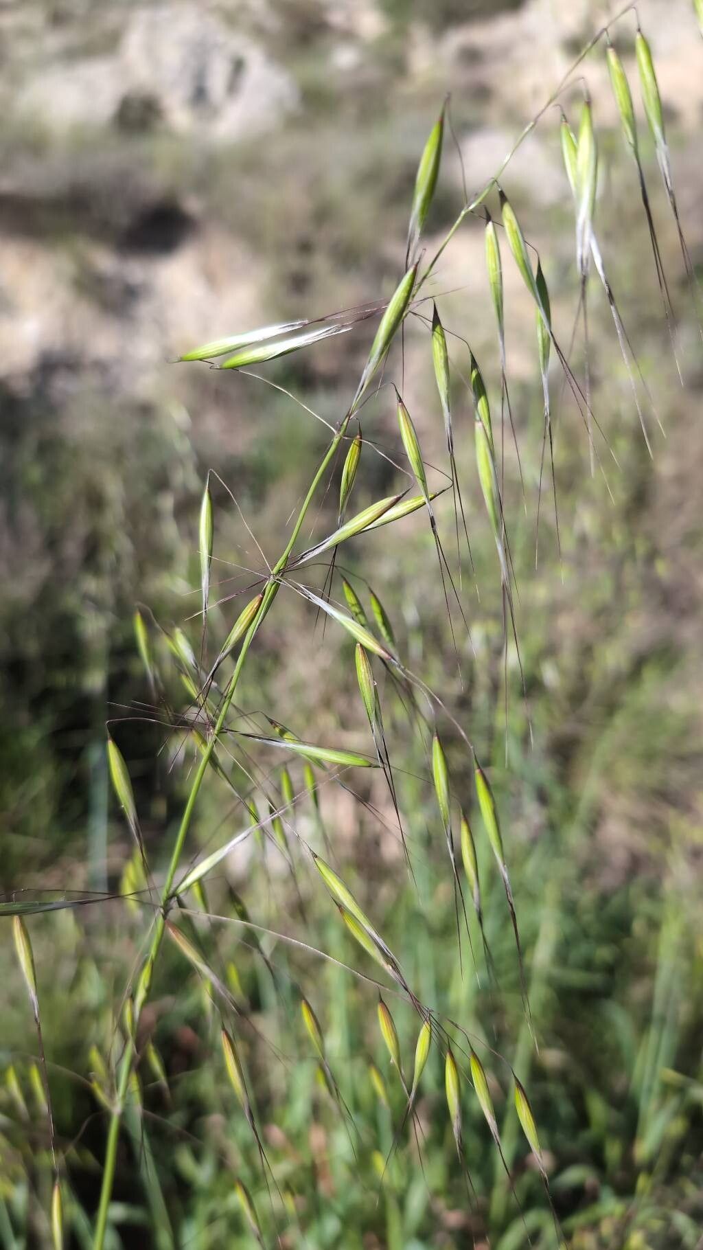 Avena barbata (slender wild oat) (alternate view 5)