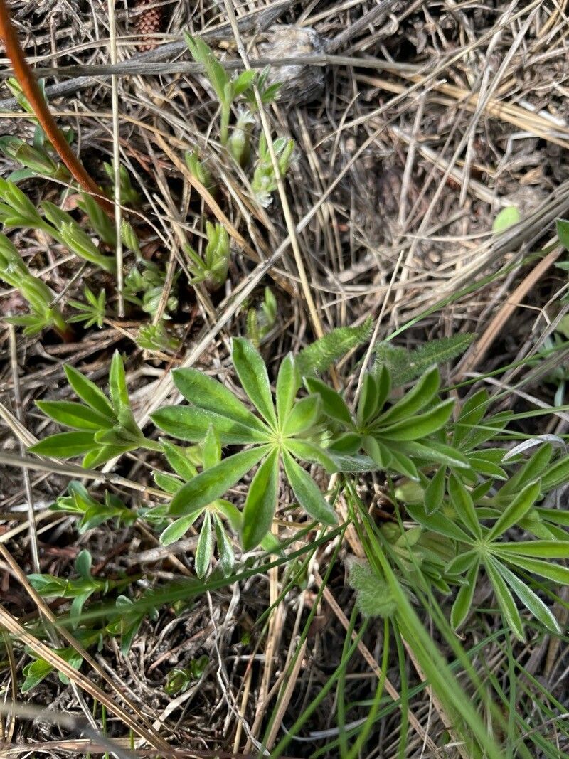 Lupinus argenteus (silvery lupine) (alternate view 11)
