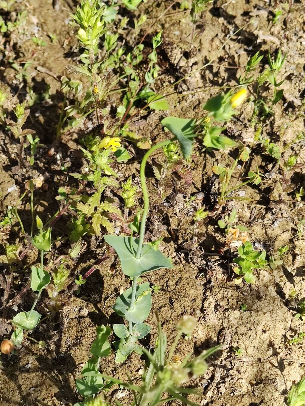 Blackstonia perfoliata (Yellow-wort) (alternate view 11)