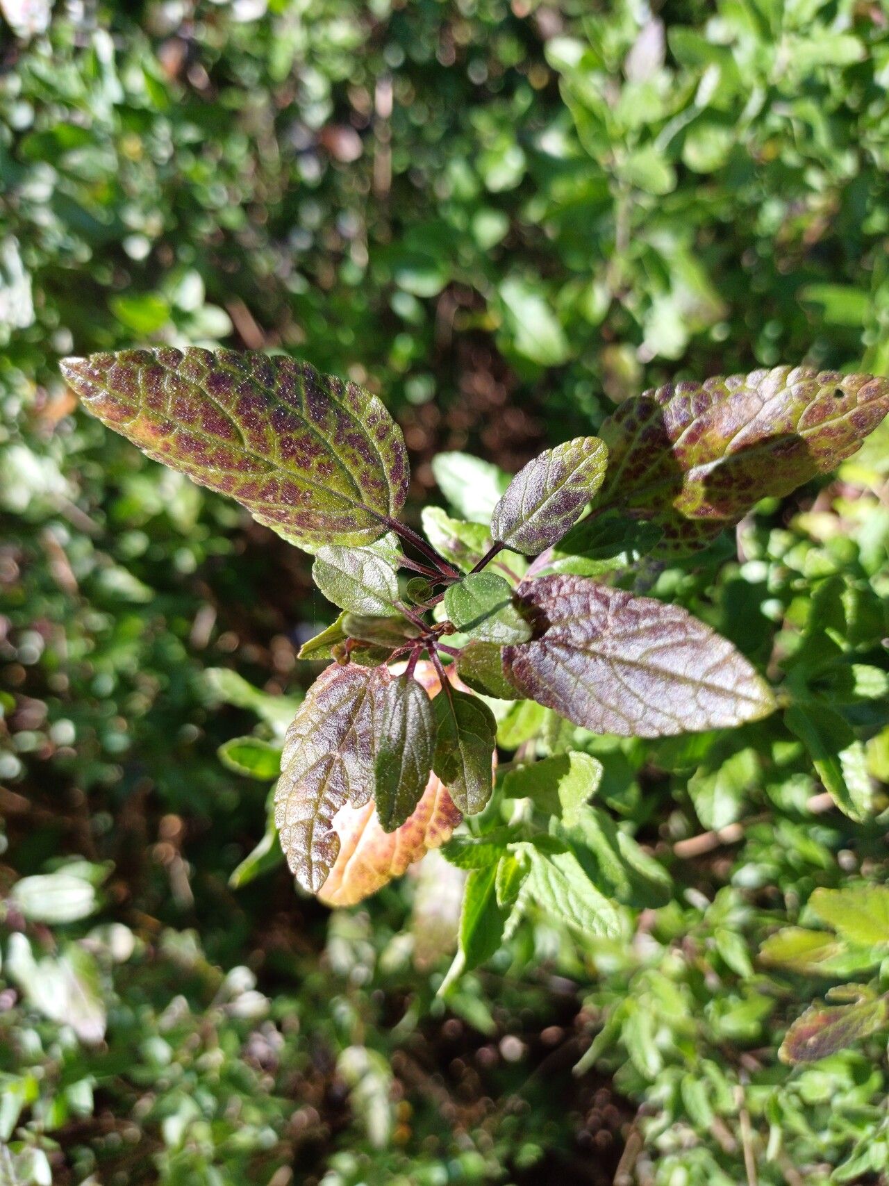 Salvia microphylla (Baby Sage) (alternate view 11)
