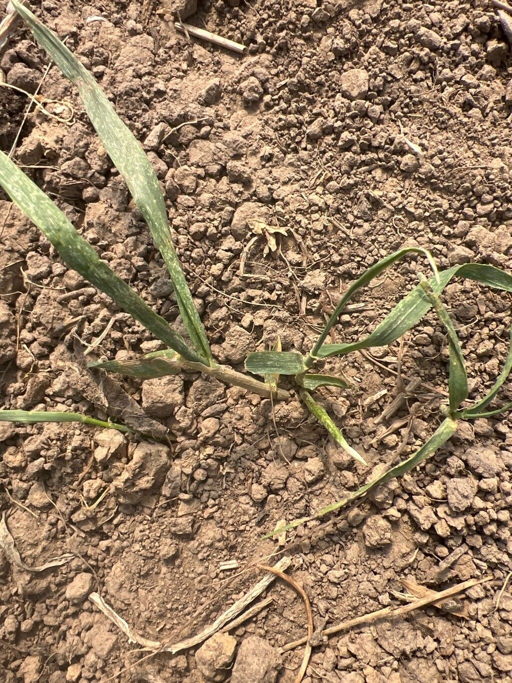 Elymus repens (quackgrass) (alternate view 5)