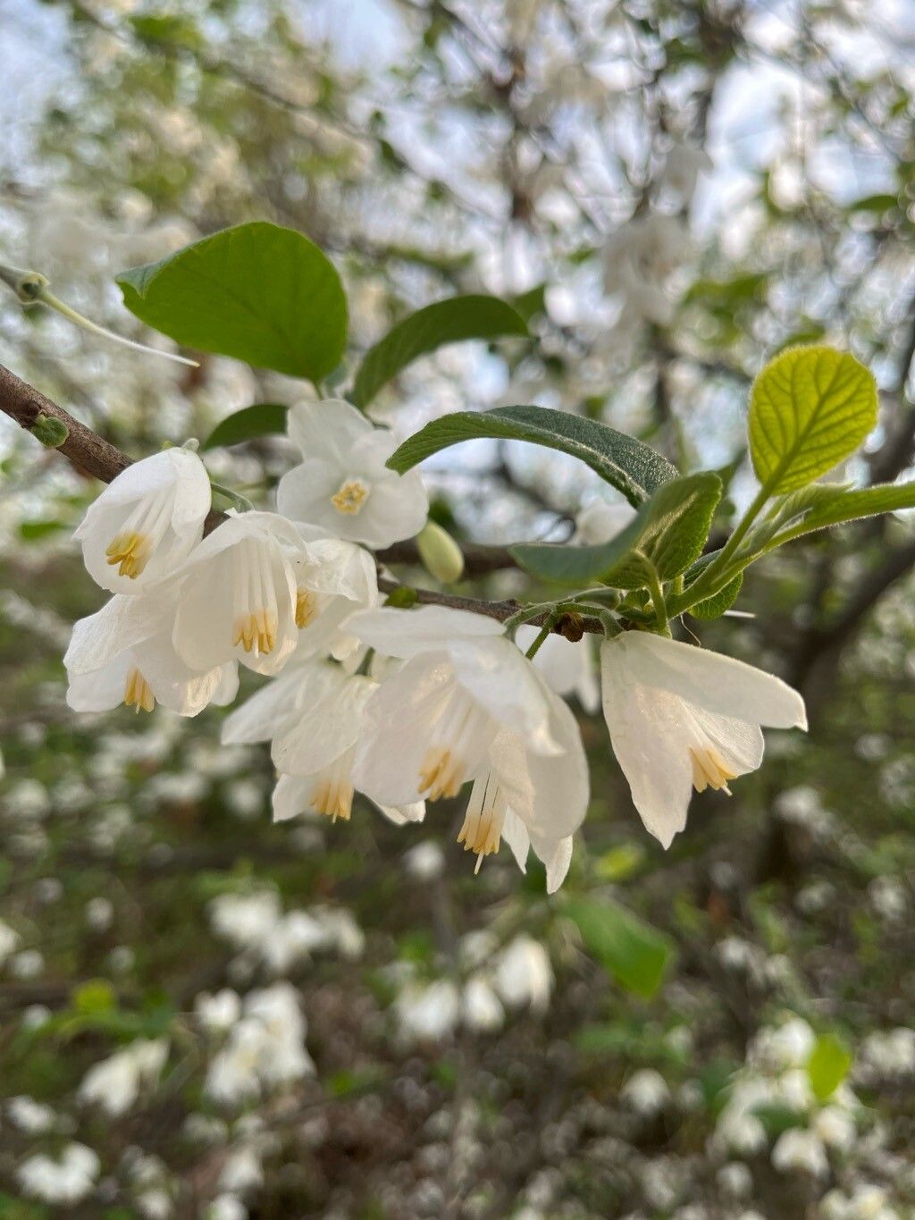 Halesia carolina (Carolina silverbell) (alternate view 11)