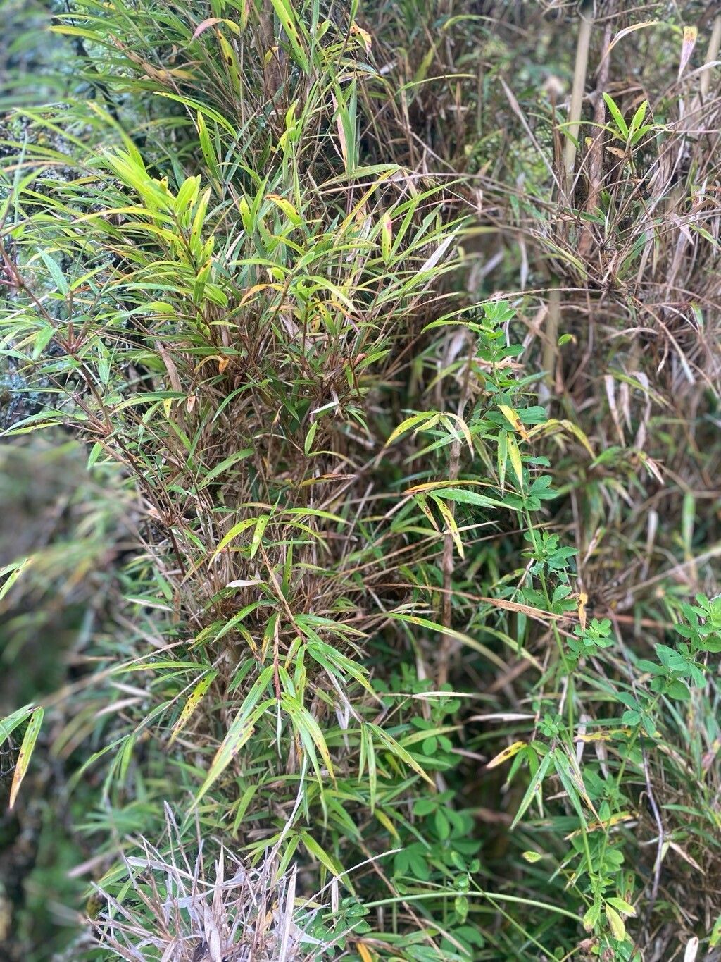 Chusquea (alternate view 3)