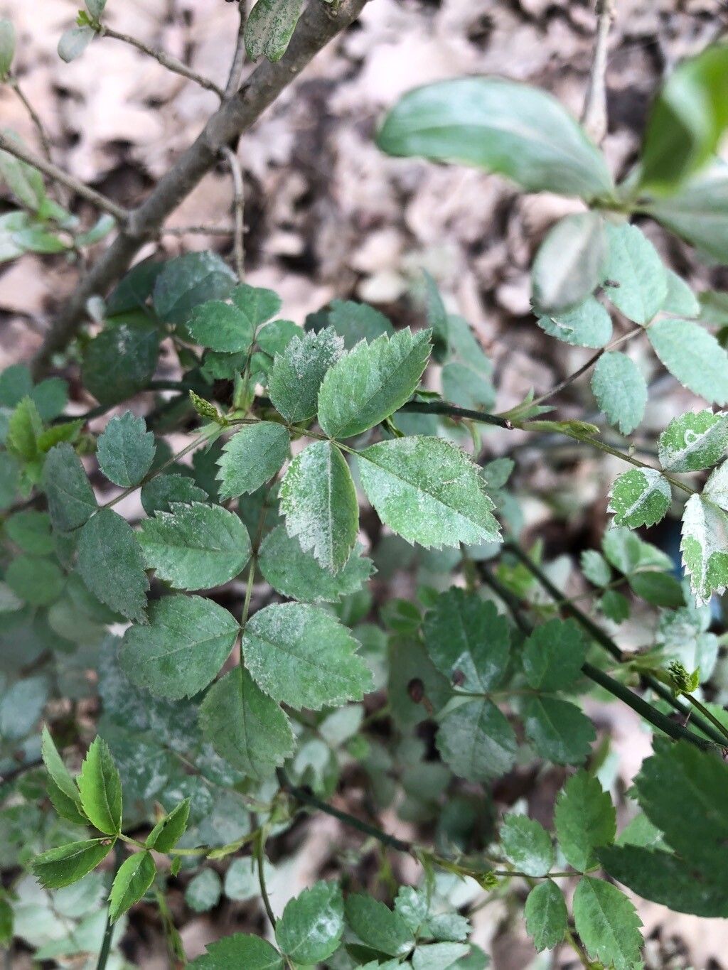 Rosa arvensis (Field Rose) (alternate view 12)