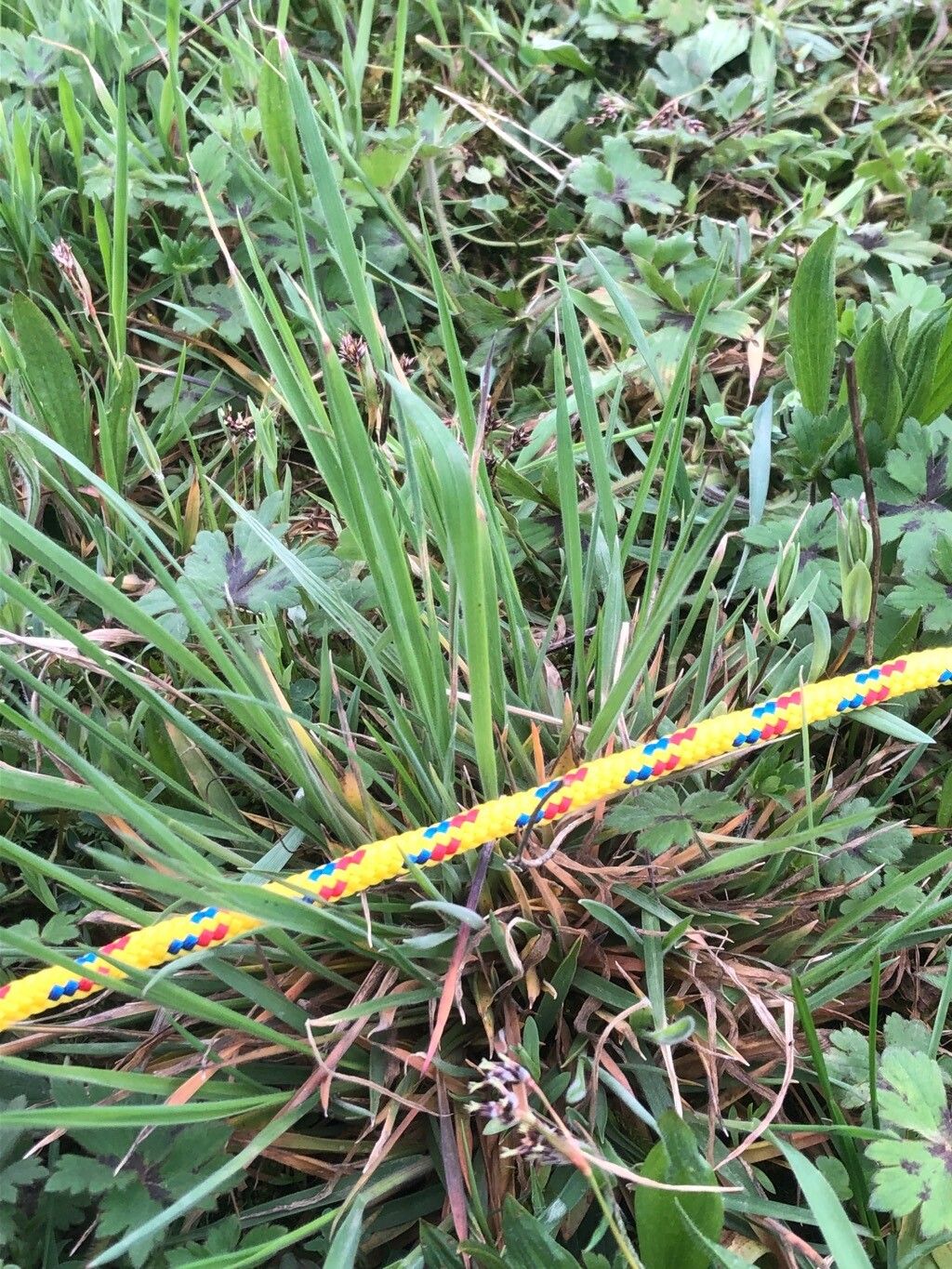 Alopecurus geniculatus (Marsh foxtail) (alternate view 11)
