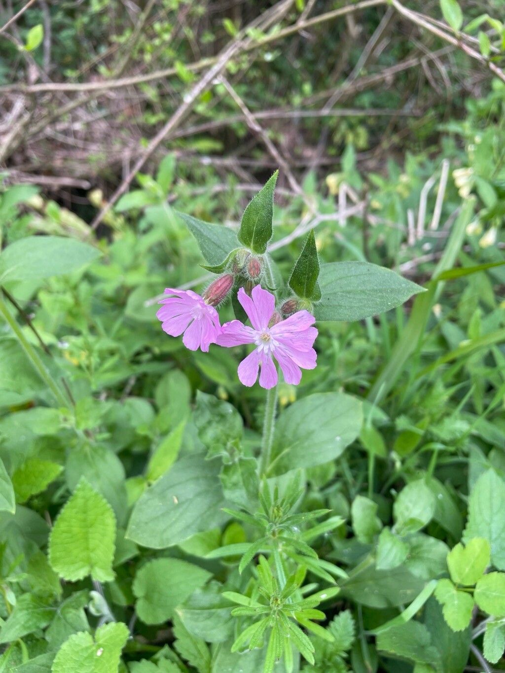 Silene × hampeana (Hybrid Campion) (alternate view 2)