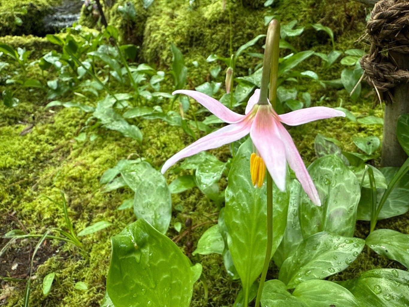 Erythronium revolutum (coast fawn lily) (alternate view 11)