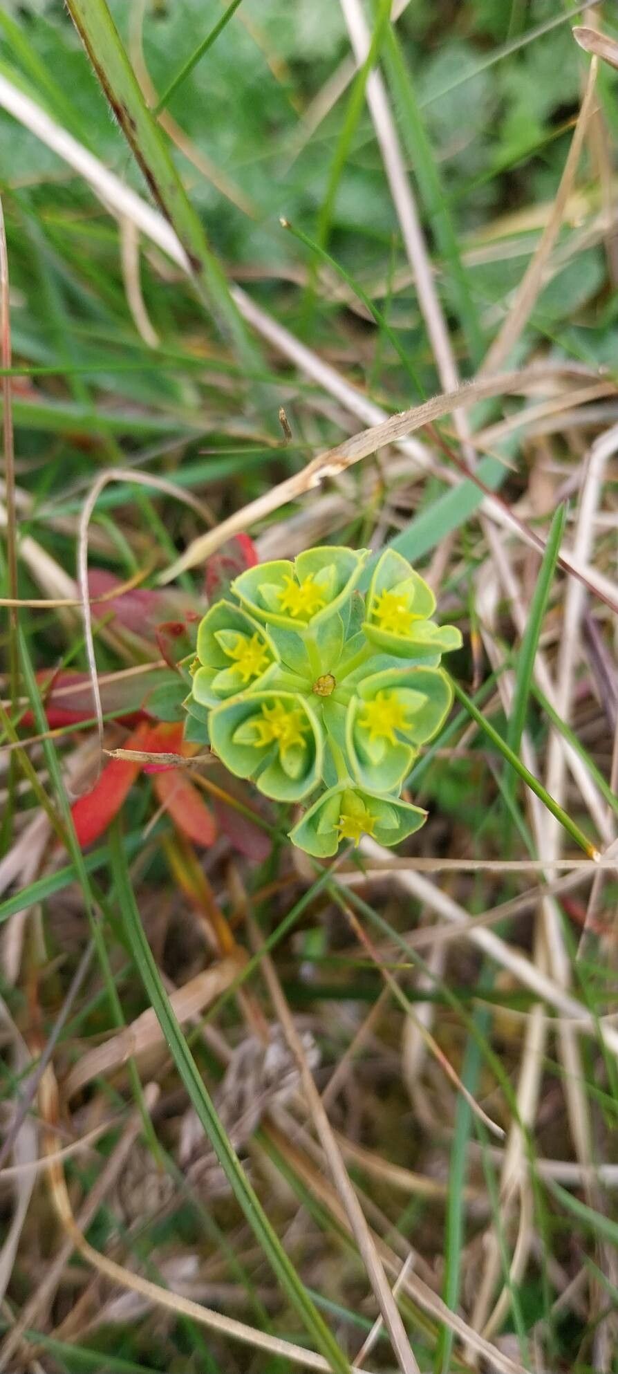 Euphorbia portlandica (Portland Spurge) (alternate view 13)