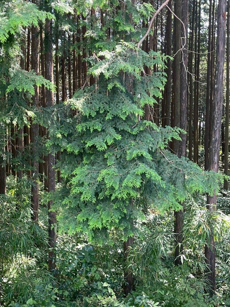 Chamaecyparis obtusa (Hinoki Cypress) (alternate view 10)