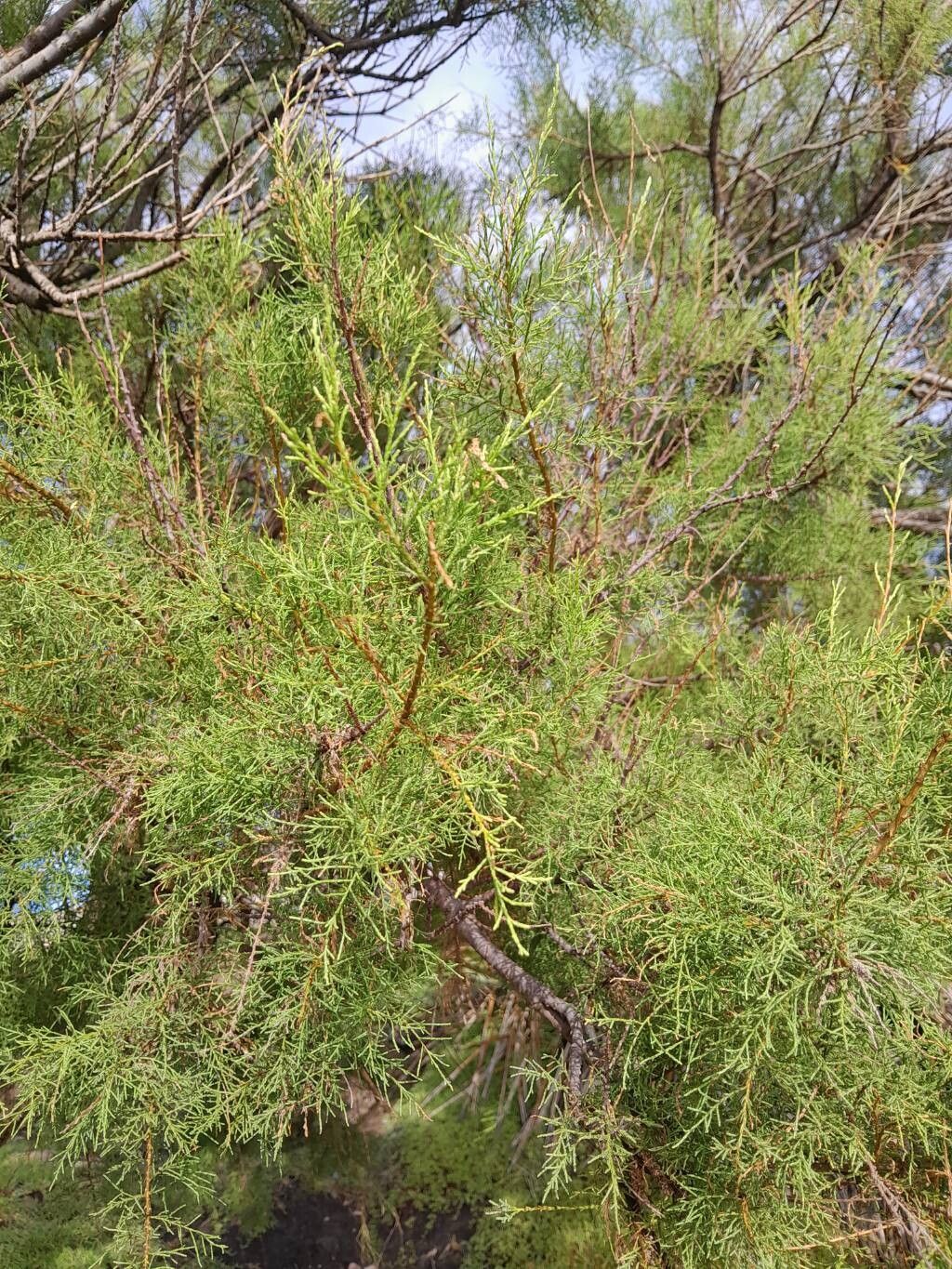 Tamarix gallica (French tamarisk) (alternate view 10)