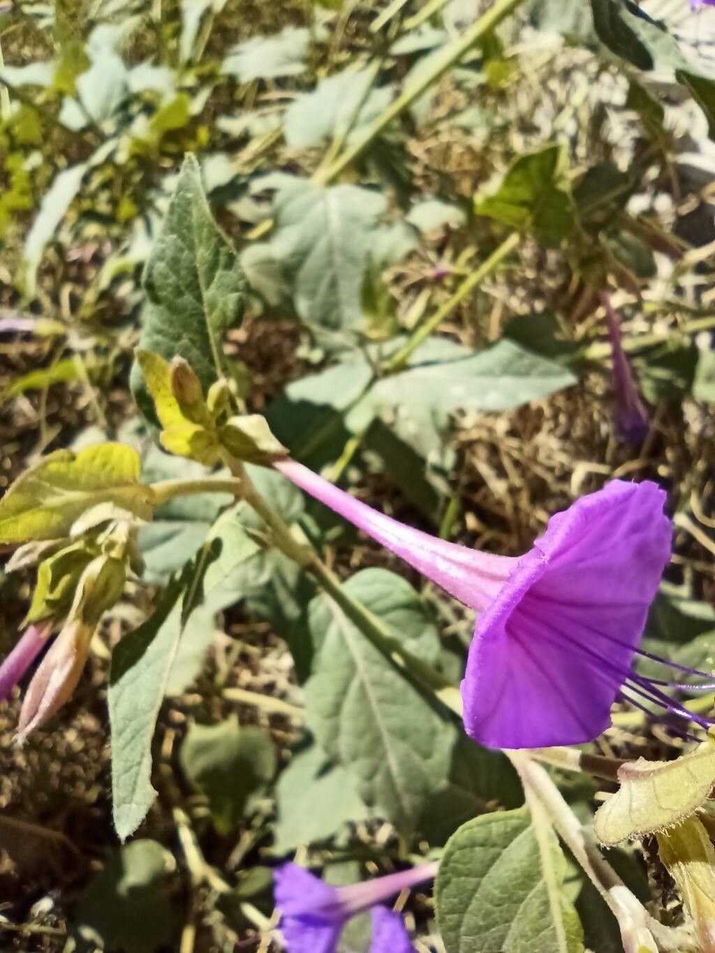 Mirabilis multiflora (Colorado Four o'Clock) (alternate view 11)