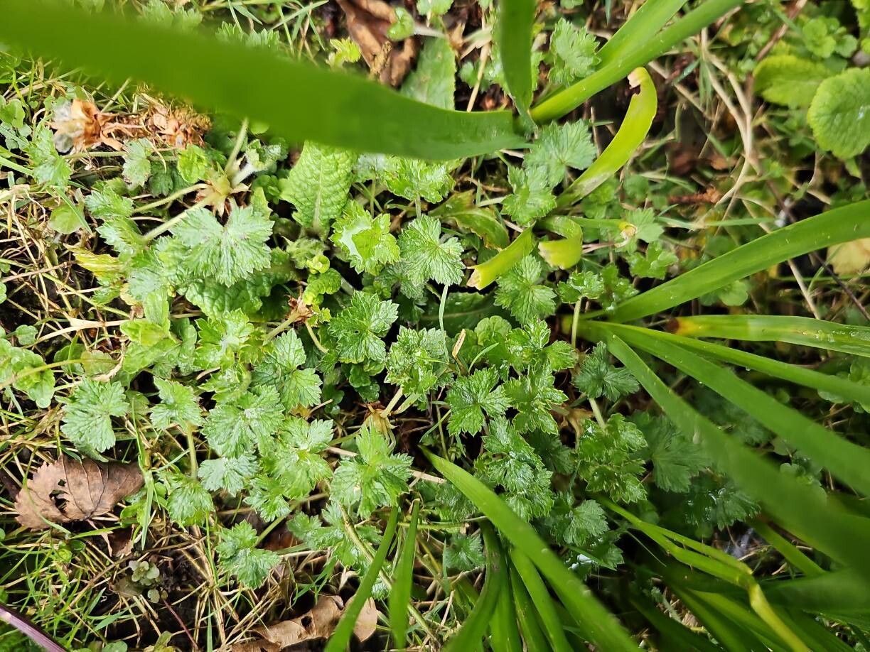 Geranium endressii (French Crane's-bill) (alternate view 12)
