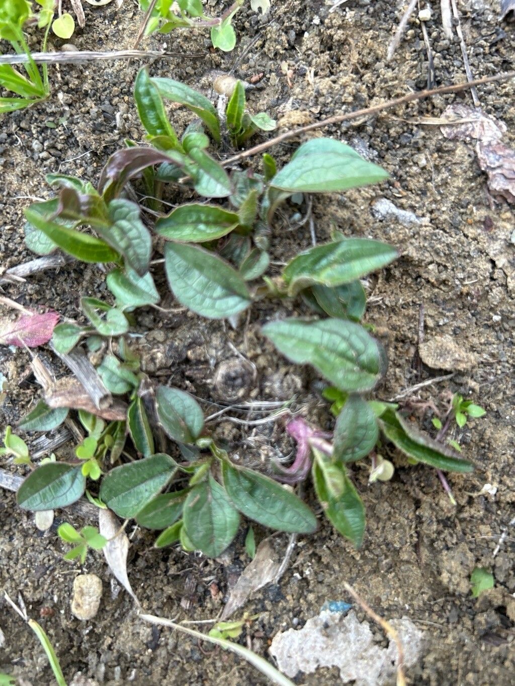 Echinacea (coneflowers)