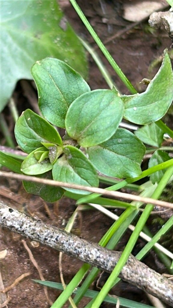 Lysimachia nemorum (Yellow Pimpernel) (alternate view 12)