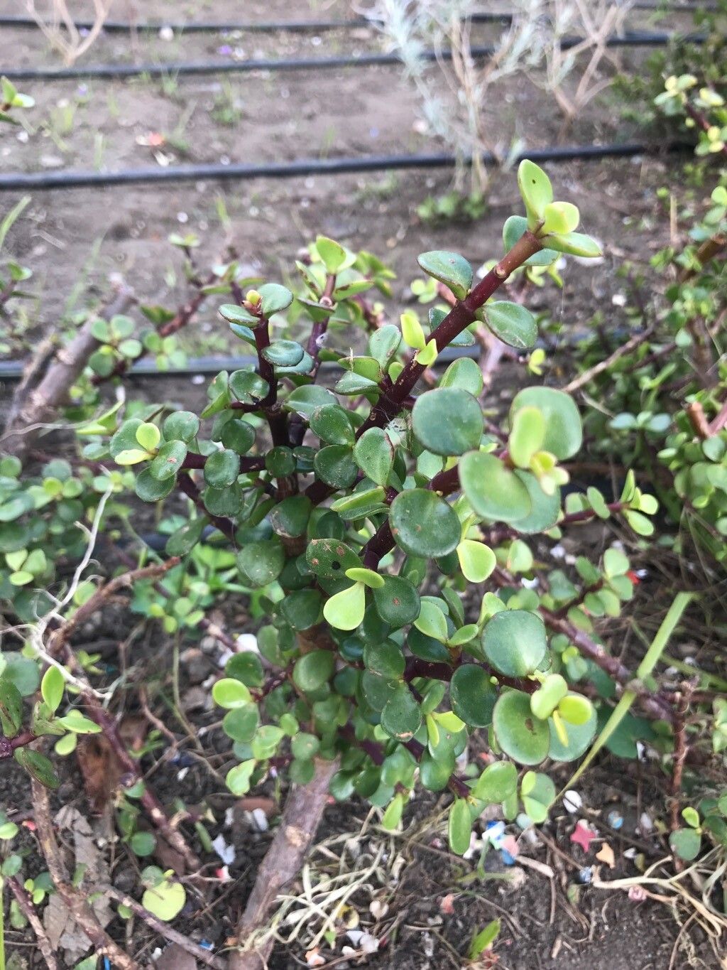 Portulacaria afra (Jade Plant) (alternate view 2)