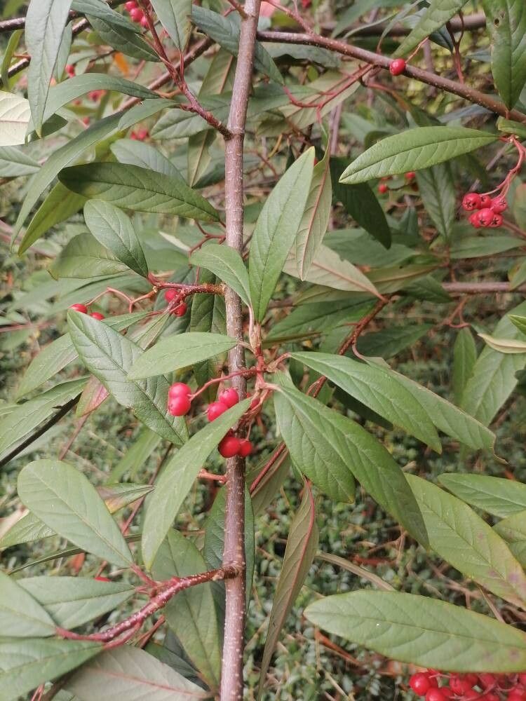 Cotoneaster salicifolius (Willow-leaved Cotoneaster) (alternate view 12)