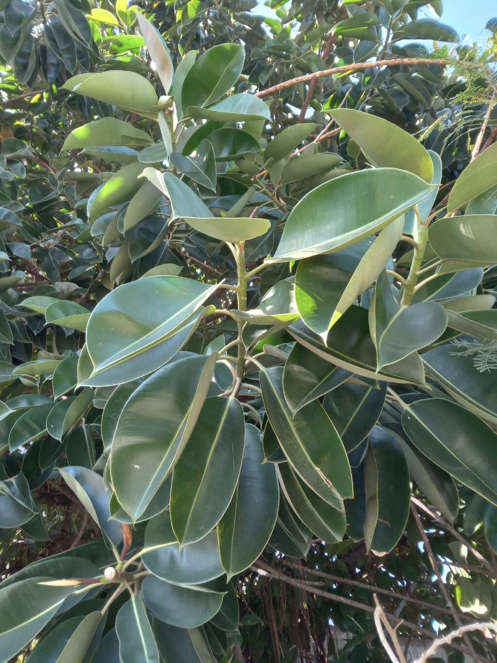 Ficus elastica (Rubber Plant) (alternate view 2)