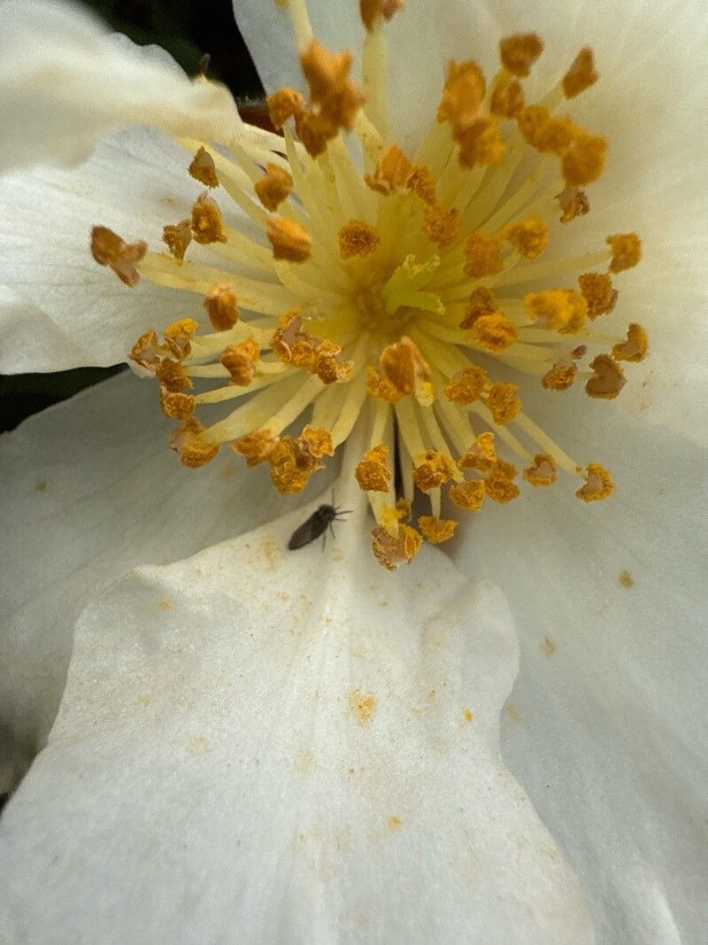 Philadelphus lewisii (Lewis' Mock Orange)