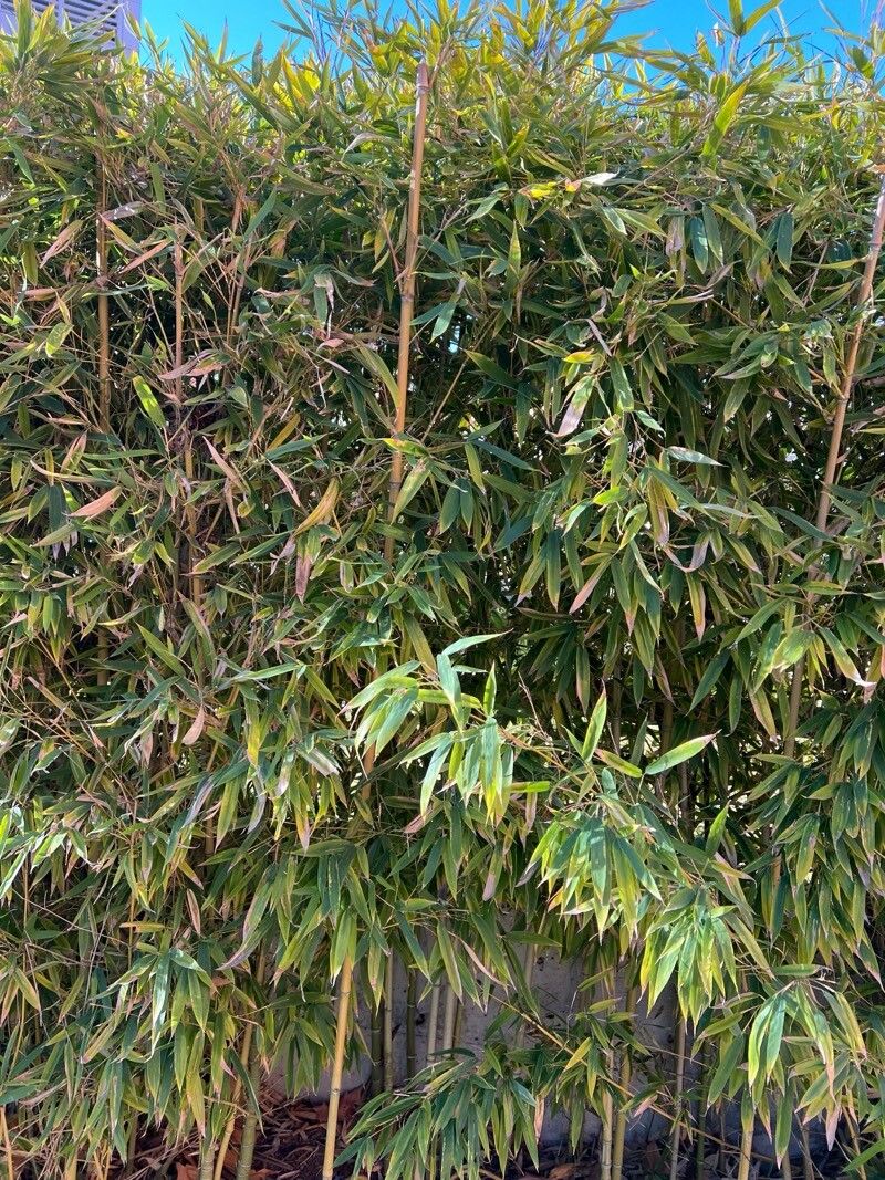 Phyllostachys aurea (golden bamboo) (alternate view 5)