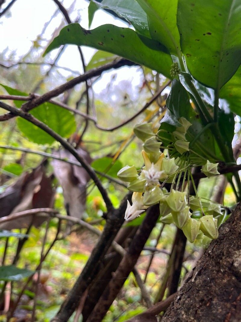 Hoya multiflora (variegated) (Variegated Hoya Multiflora)
