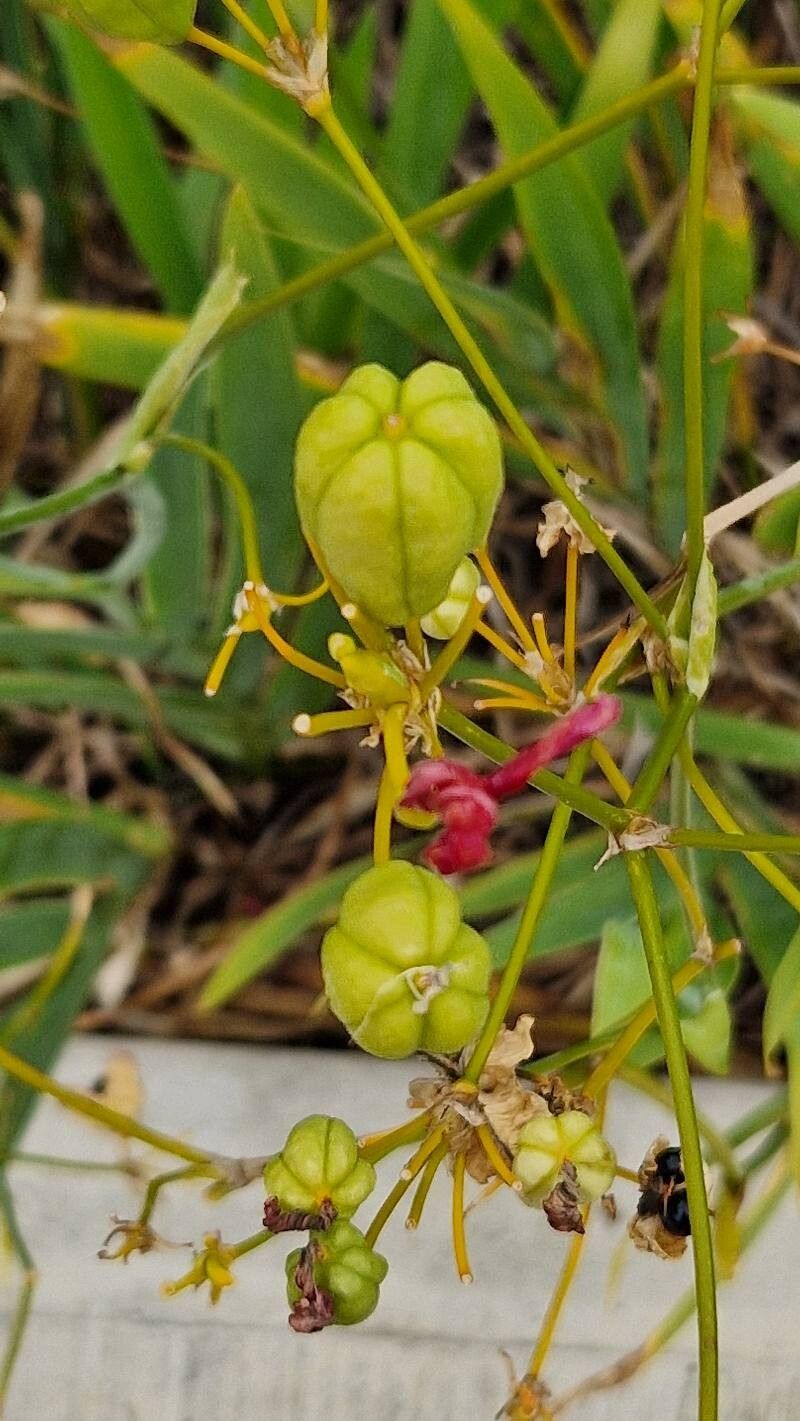 Iris domestica (Blackberry Lily)