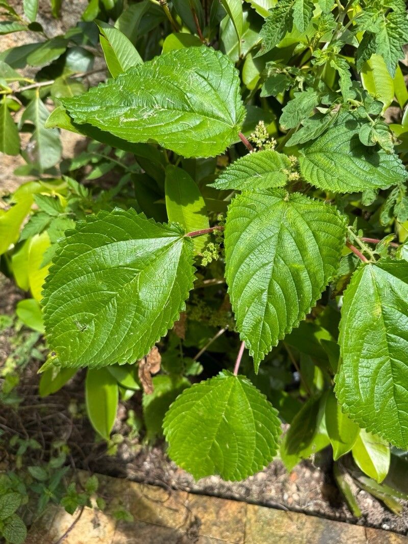 Laportea (wood nettles) (alternate view 2)