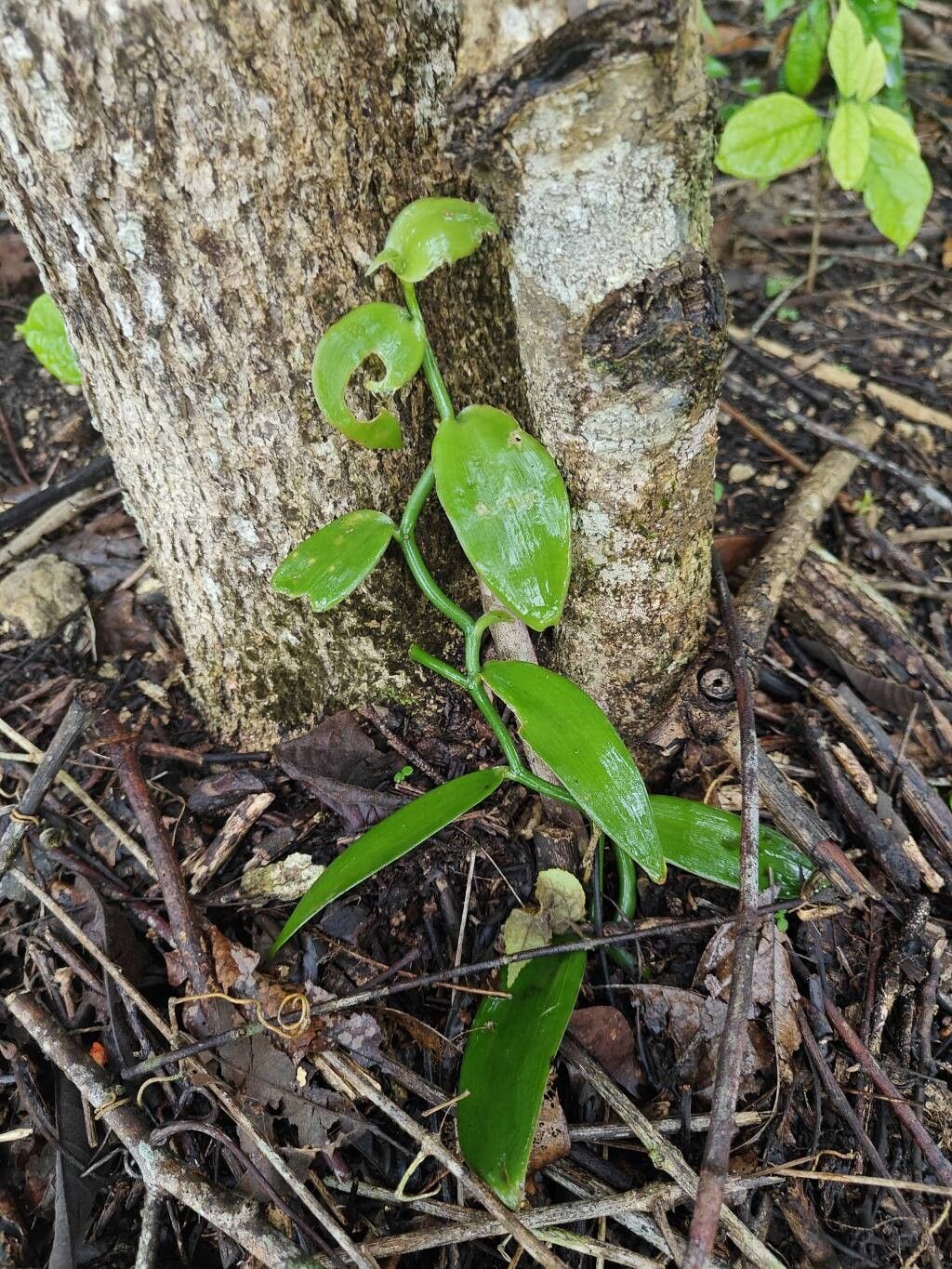 Vanilla planifolia (Vanilla Orchid) (alternate view 11)