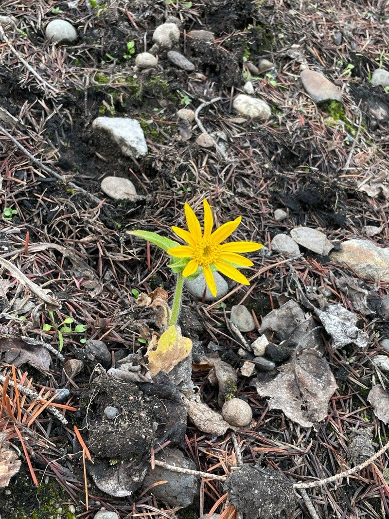 Arnica cordifolia (heartleaf arnica) (alternate view 10)