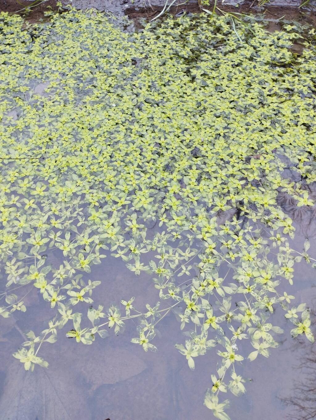 Callitriche stagnalis (Pond water-starwort) (alternate view 11)