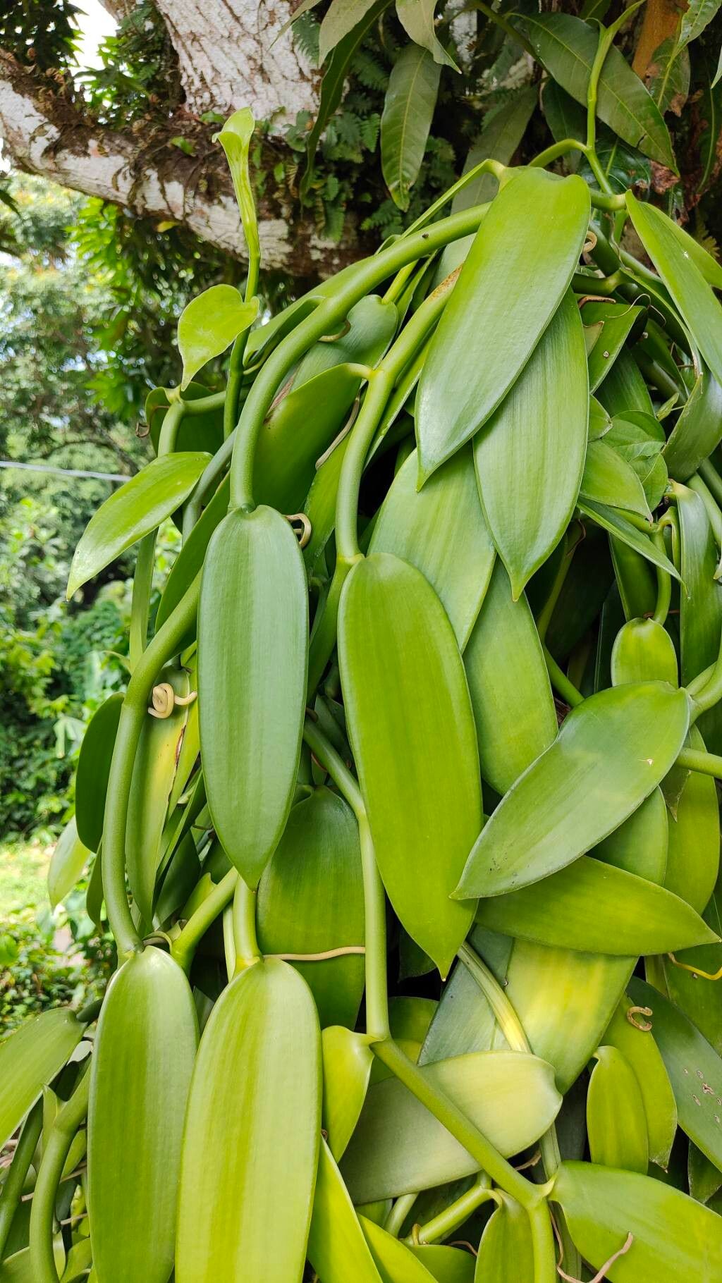 Vanilla planifolia (Vanilla Orchid) (alternate view 8)