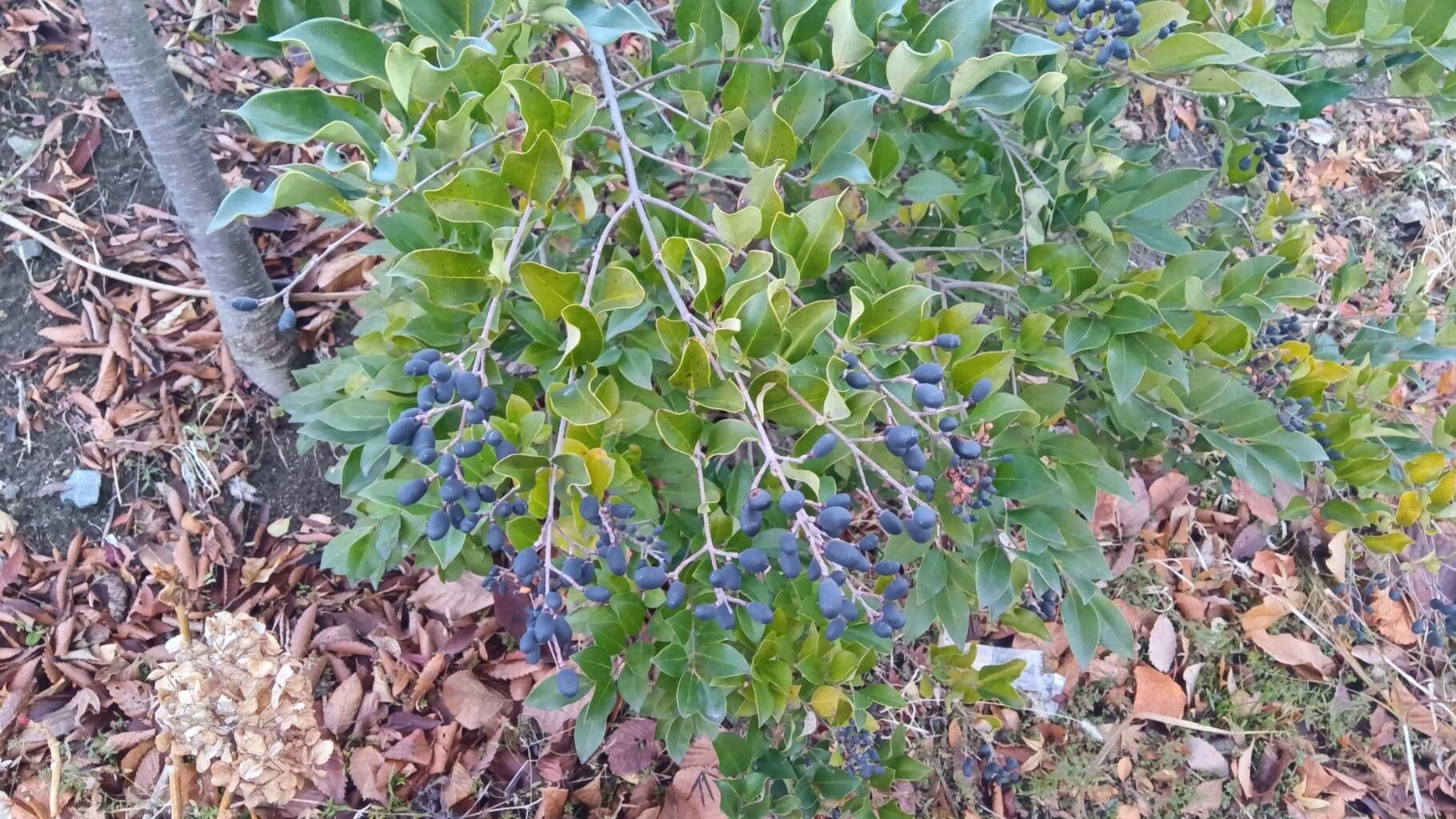 Ligustrum japonicum (Waxleaf Privet) (alternate view 3)
