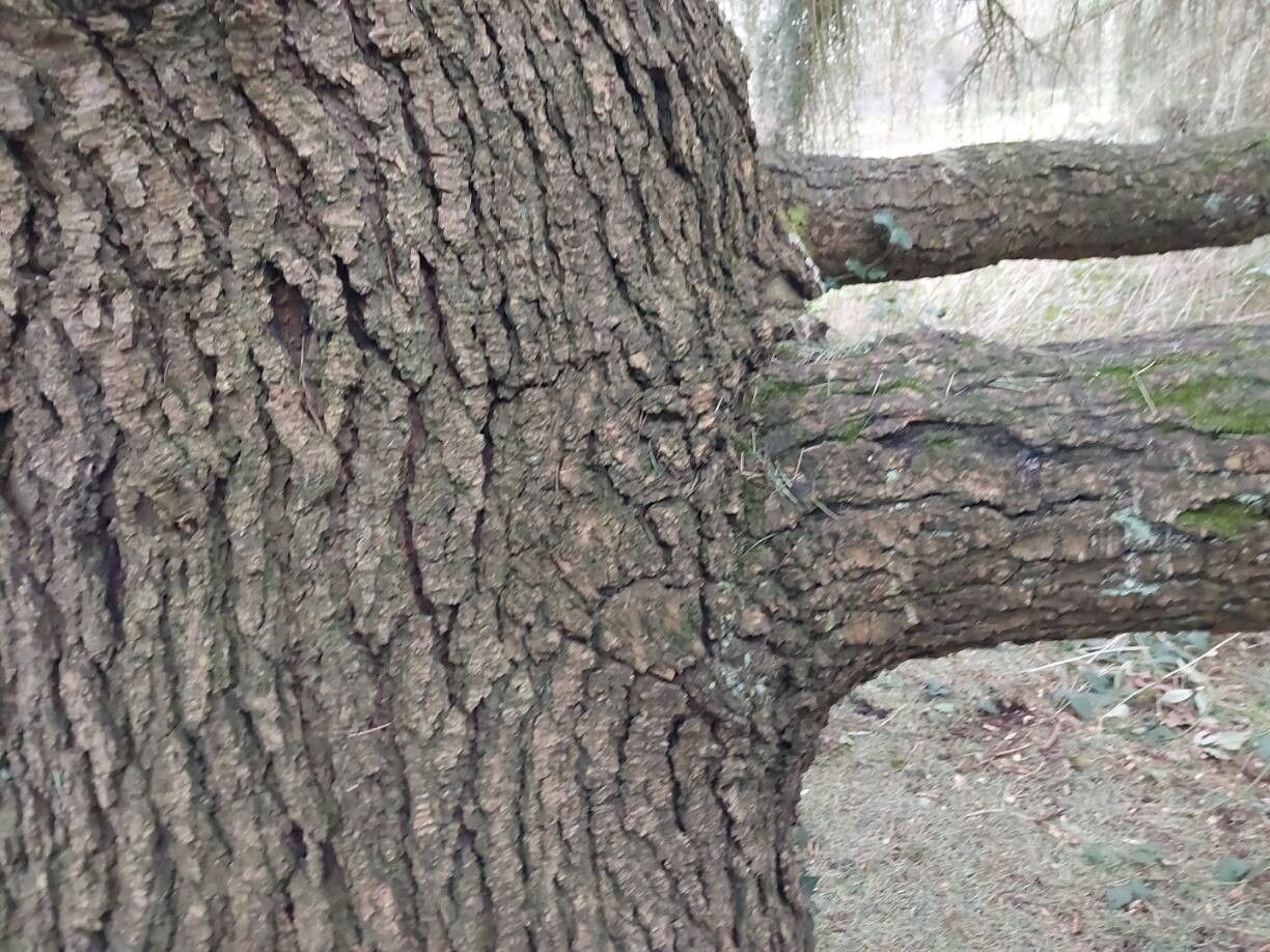 Cedrus deodara (deodar cedar)