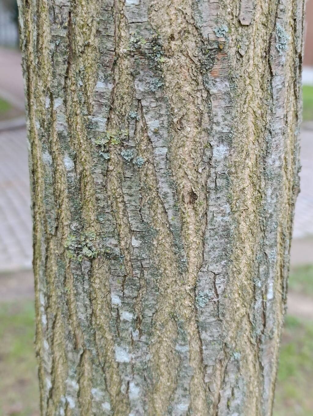 Sophora japonica (Japanese Pagoda Tree) (alternate view 3)