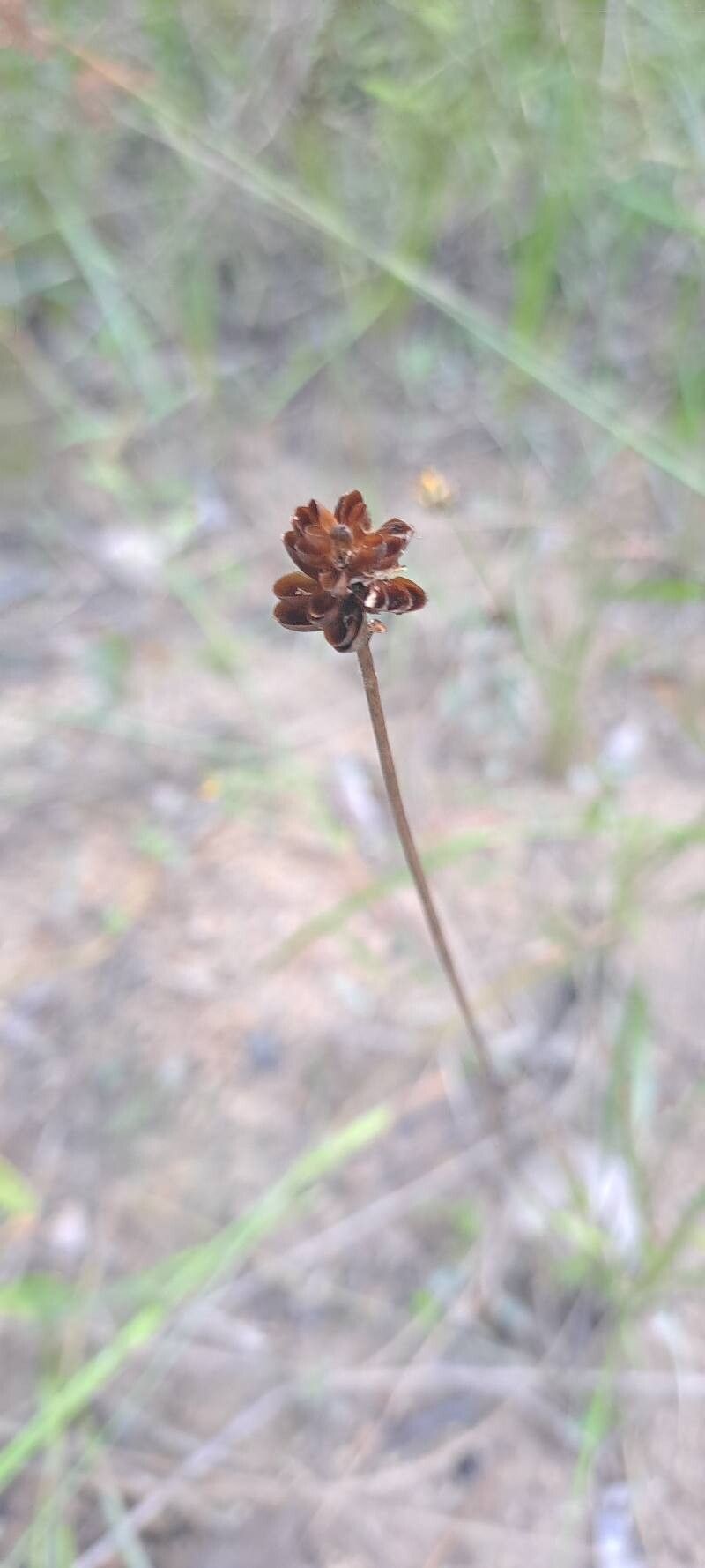 Xyris (Yellow-eyed Grasses) (alternate view 2)
