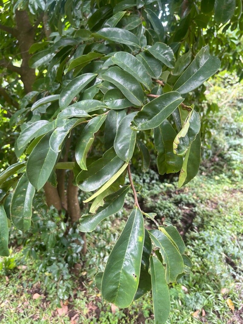 Annona muricata (Soursop) (alternate view 10)