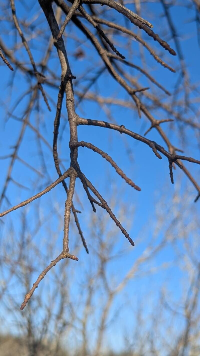 Acer monspessulanum