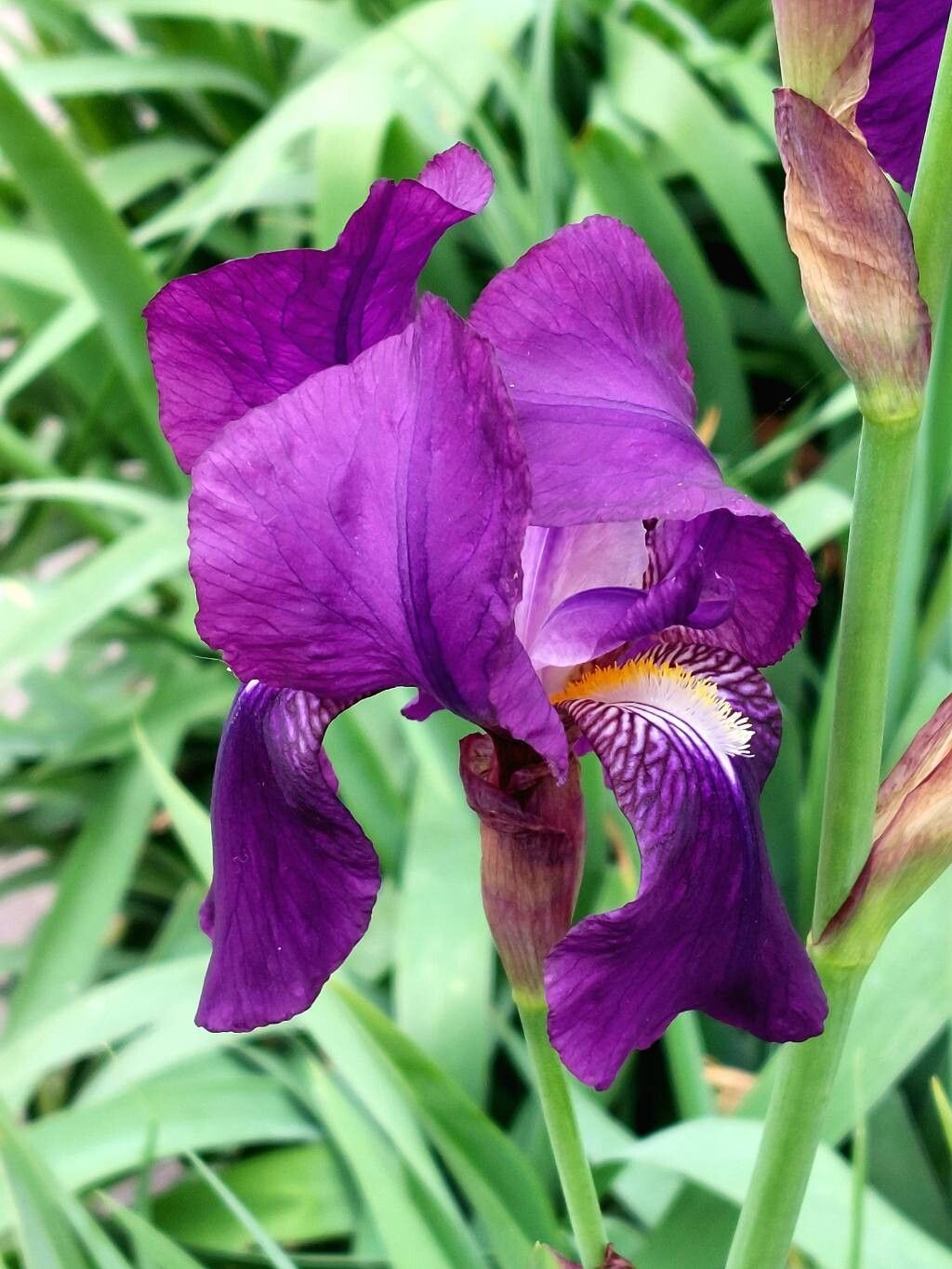 Iris germanica