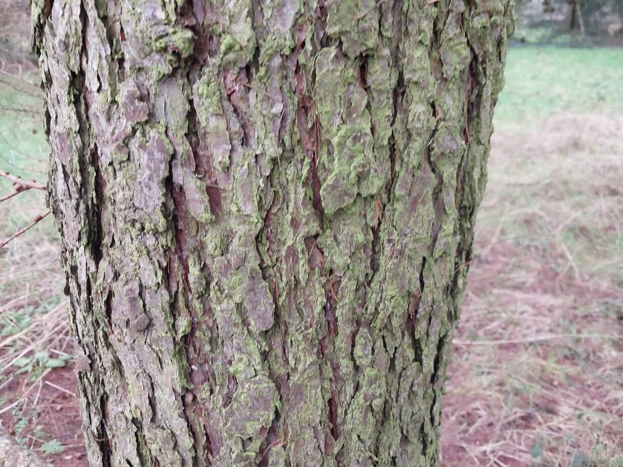 Larix kaempferi (Japanese Larch) (alternate view 13)