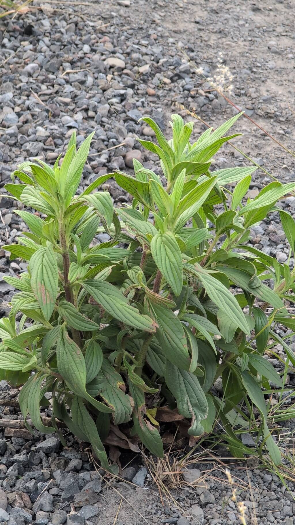 Trichodesma zeylanicum (camel bush) (alternate view 12)