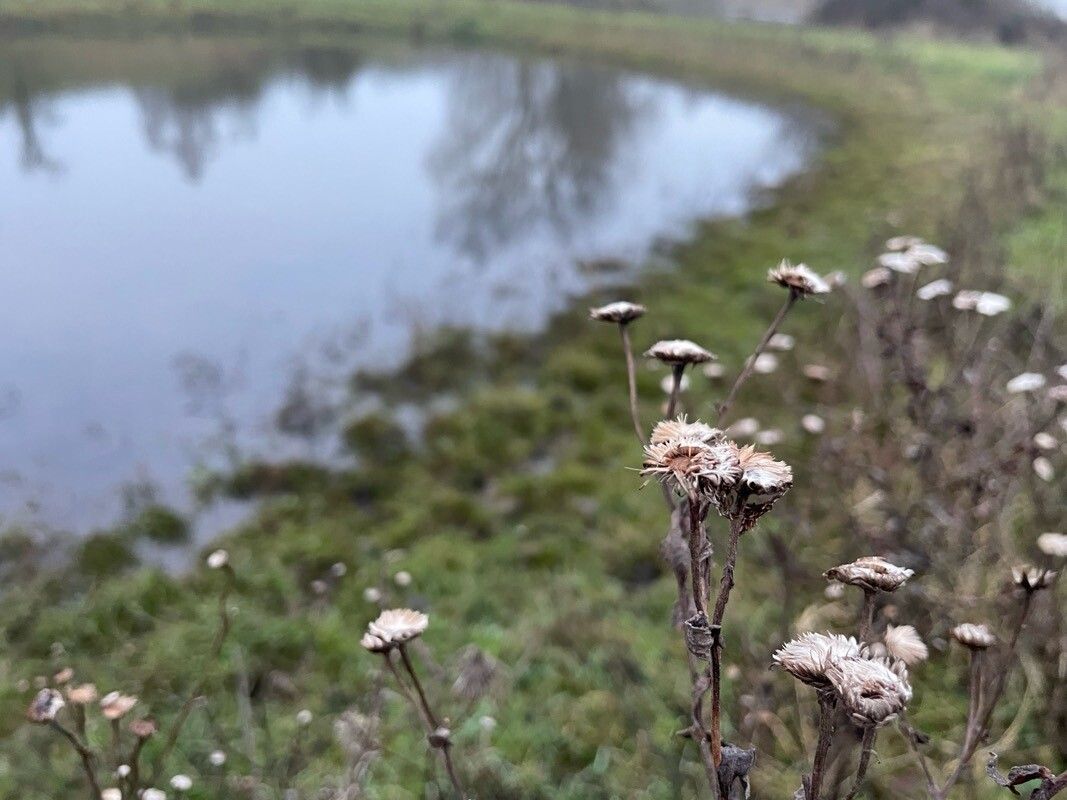 Erigeron acris (bitter fleabane) (alternate view 11)