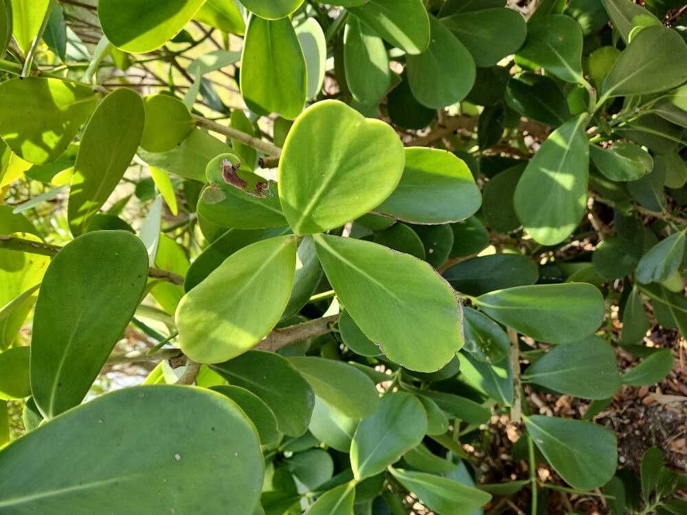 Clusia rosea (Autograph Tree) (alternate view 11)