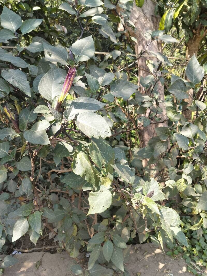 Datura metel (Devil's Trumpet Plant) (alternate view 8)