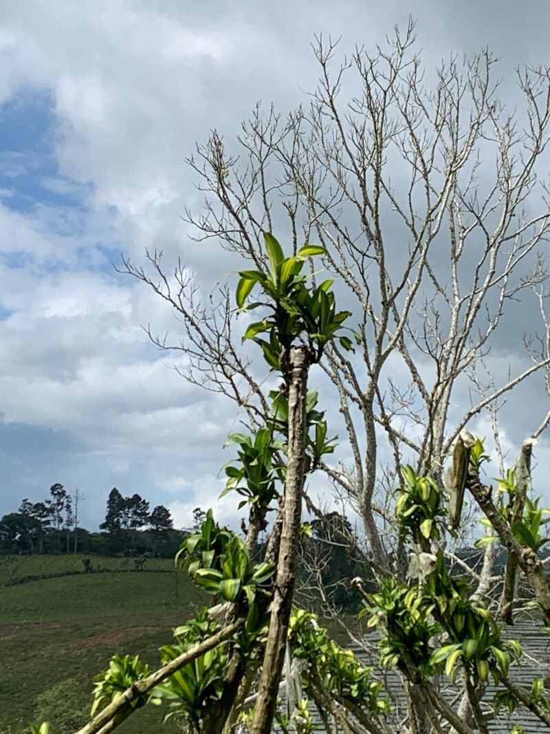 Dracaena fragrans (Corn Plant)