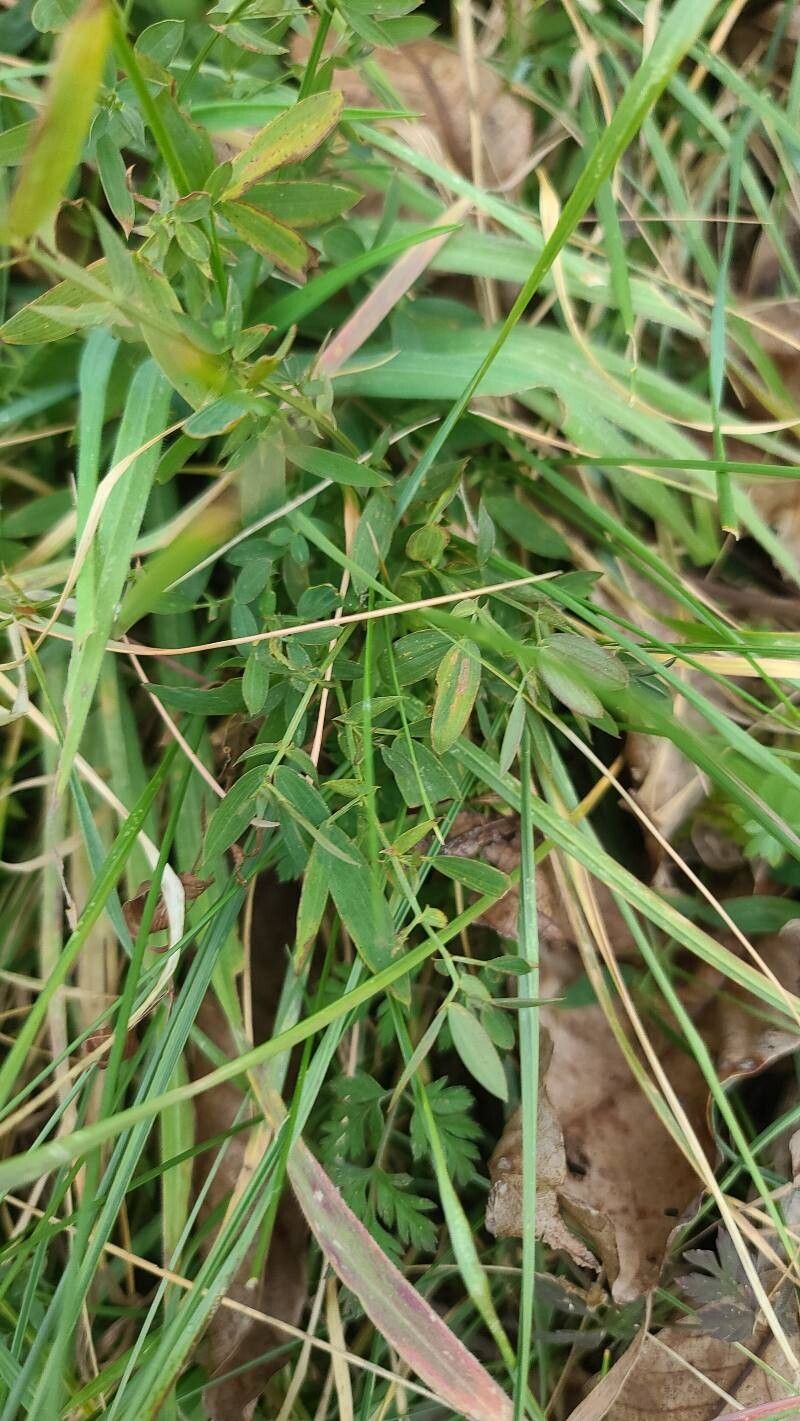 Lathyrus pratensis (meadow pea) (alternate view 11)