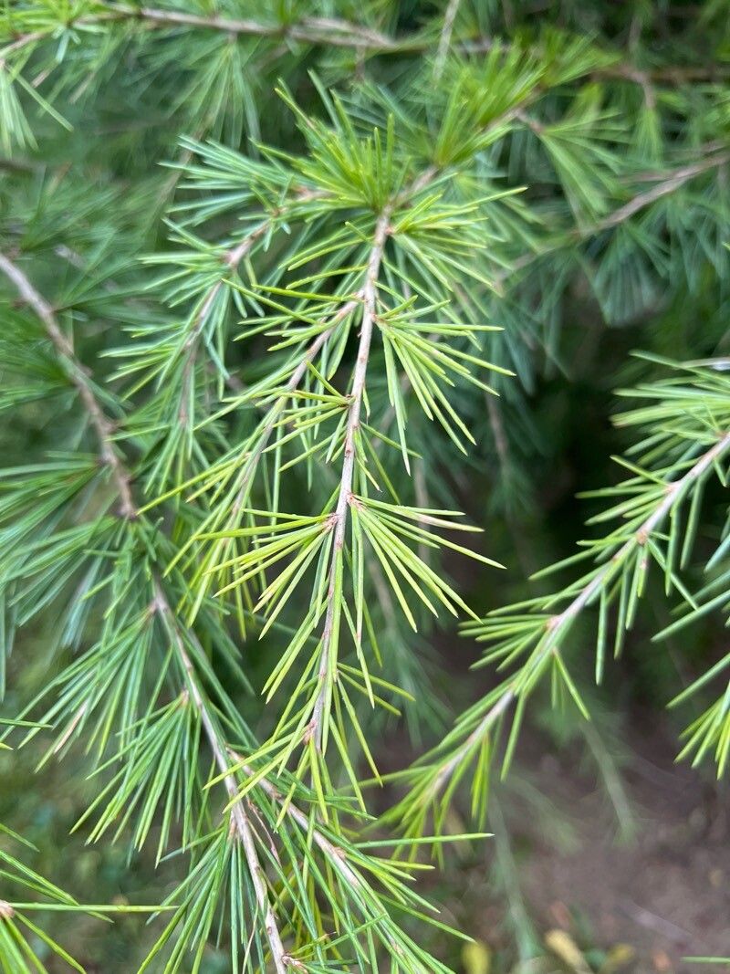 Cedrus deodara (deodar cedar) (alternate view 3)